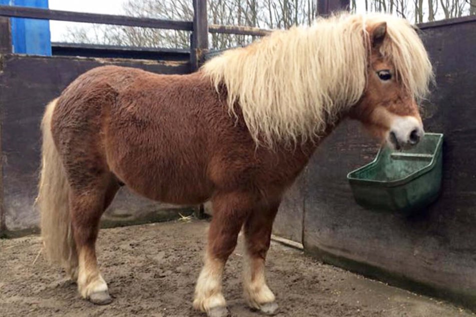 Bei einem Reitunfall mit einem Pony kam ein siebenjähriges Mädchen ums Leben (Symbolbild).