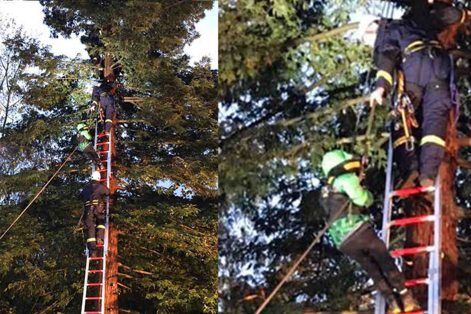 Der Junge war auf den Baum geklettert und kam nicht mehr runter.