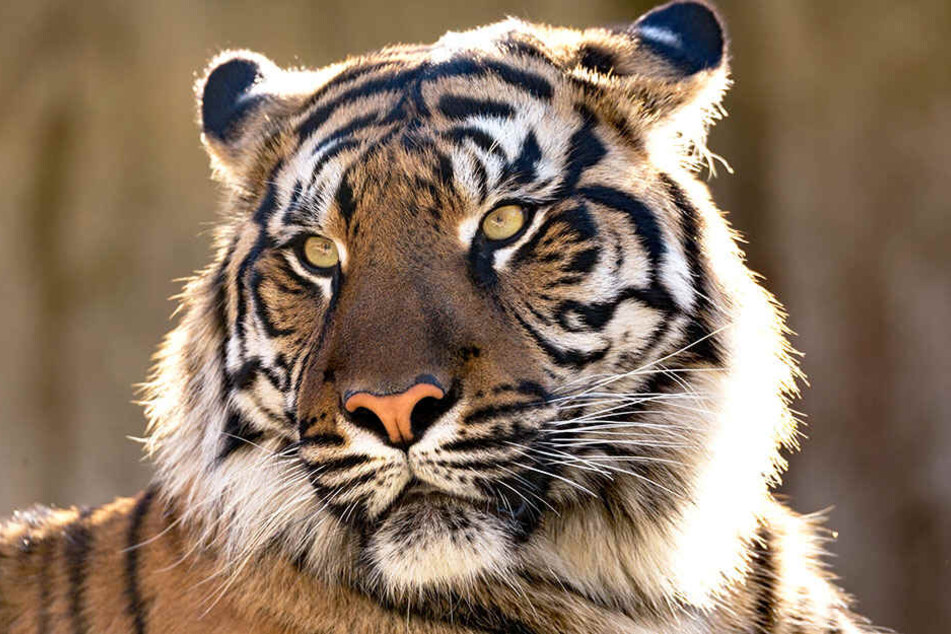 Die Dorfbewohner fordern, dass der Tiger gefangen wird.
