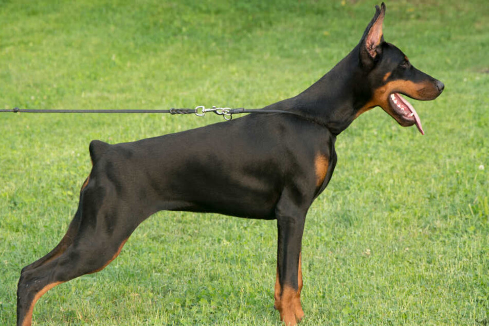 Hundebesitzer in Sachsen sollen in Zukunft einen "Führerschein" für den Umgang mit ihren Lieblingen machen. (Symbolbild)