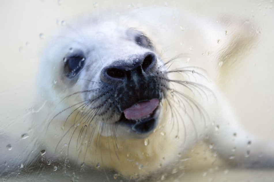Eine kleine Kegelrobbe nuckelt im Außengehege der Seehundstation in Friedrichskoog an der Scheibe.