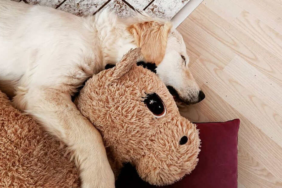 Ende gut, alles gut - Olivia mit ihrer Horsey.