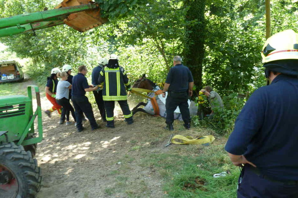 Mit vereinten Kräften gelang die Rettung des Pferdes.