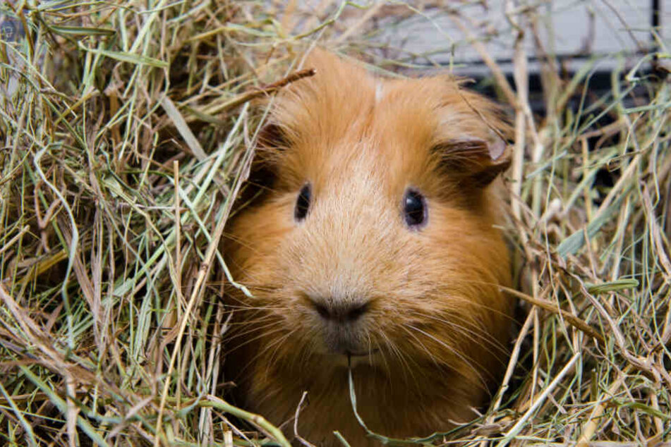 Die Meerschweinchen waren völlig unterkühlt und apathisch! (Symbolfoto).