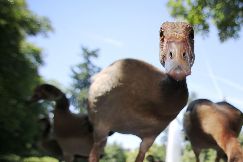 Die Nilgans sollte sich ab dem 1. September besser aus Frankfurts Schwimmbädern fern halten.