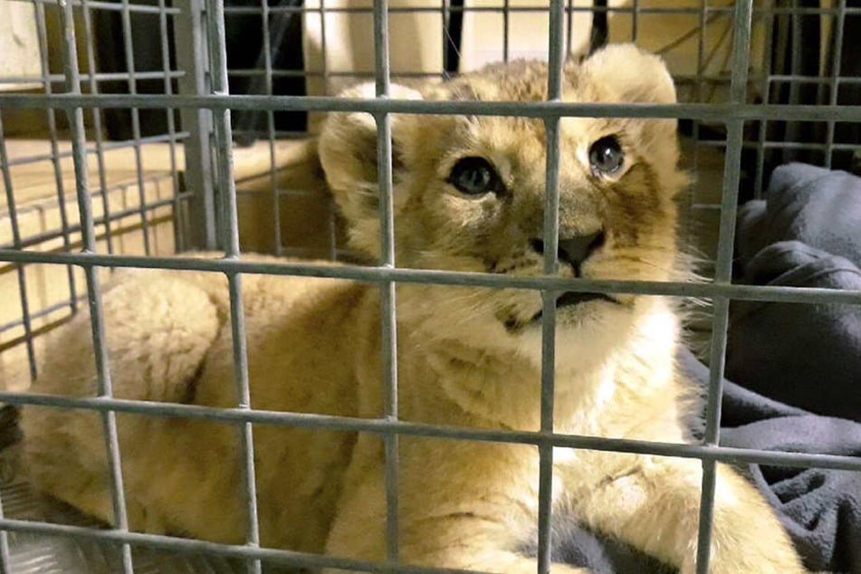 Der kleine Löwe ist jetzt in der Obhut einer Tierschutzstiftung.