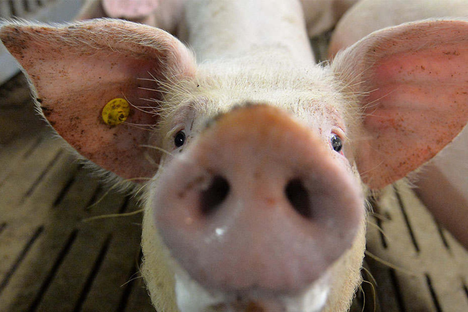 Für den Menschen ist die Viruserkrankung ungefährlich, für die Tiere endet die Pest in der Regel tödlich.