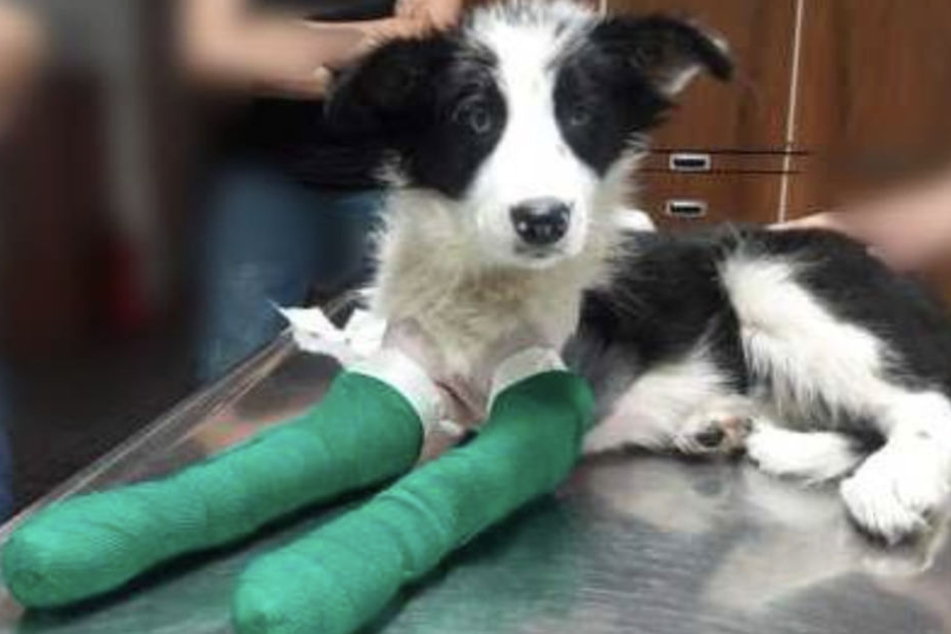 "Jack" mit geschienten Vorderläufen nach der aufwendigen Operation.