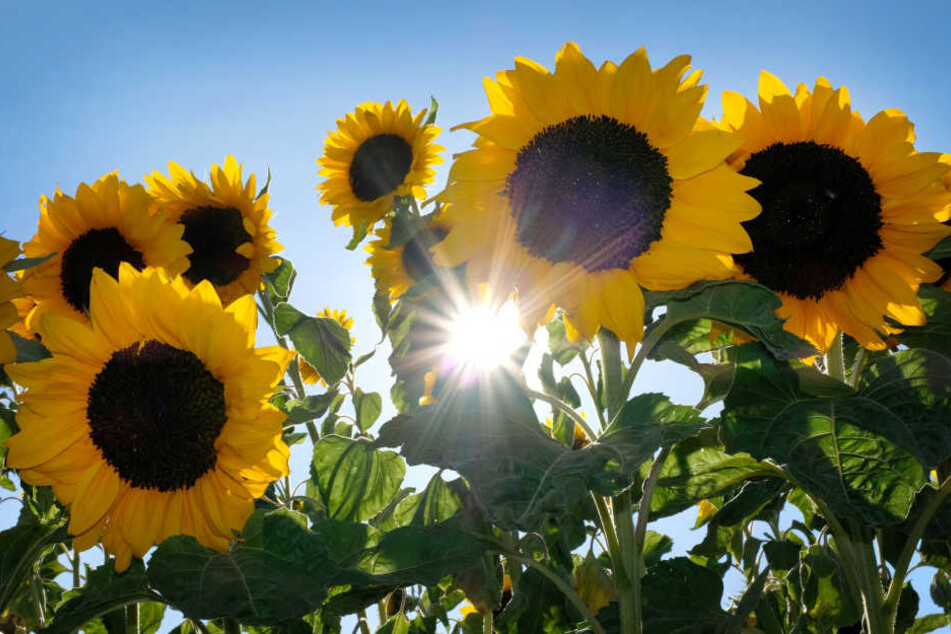 Die Sonne zeigt sich in NRW erst ab Donnerstag wieder von ihrer besten Seite (Symbolbild).