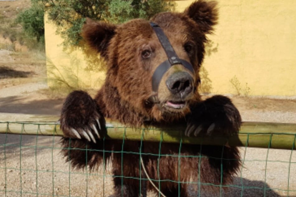 Zirkusbär Pardo steht in Spanien auf der Todesliste, doch die Stiftung für Bären kämpft weiterhin um sein Überleben.