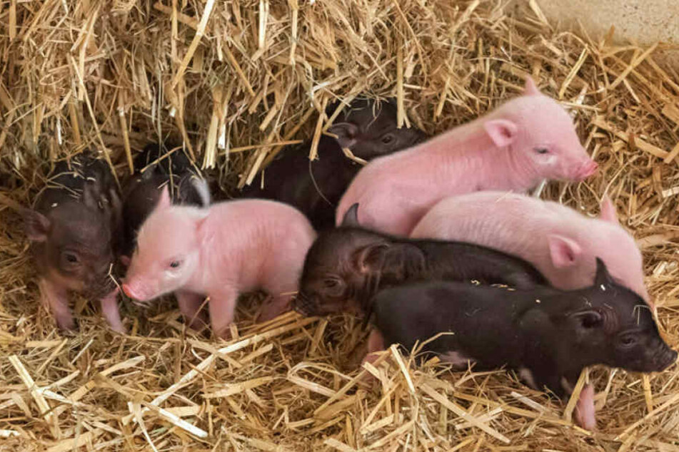 Die neun klitzkleinen Minischweine waren die Stars vor den Kameras.