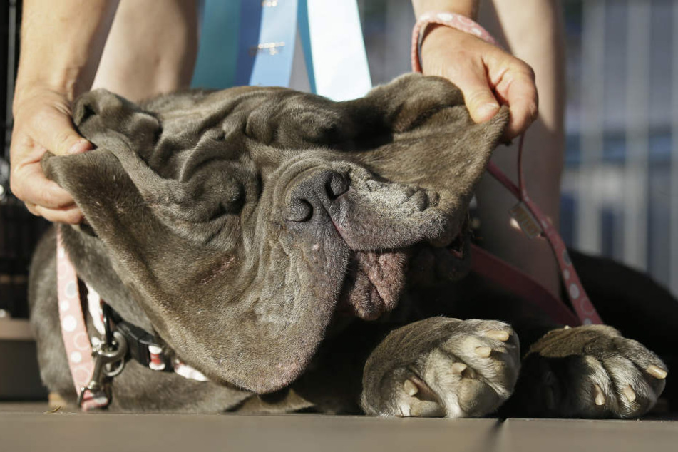 Martha wurde jetzt zum hässlichsten Hund der Welt gewählt.