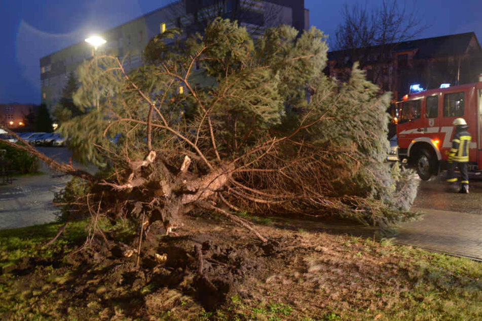 In Ostdeutschland waren wegen "Friederike" 140.000 Haushalte von der Stromversorgung abgeschnitten.