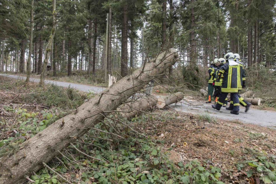 Die Feuerwehr aus Scheibenberg war vor Ort.