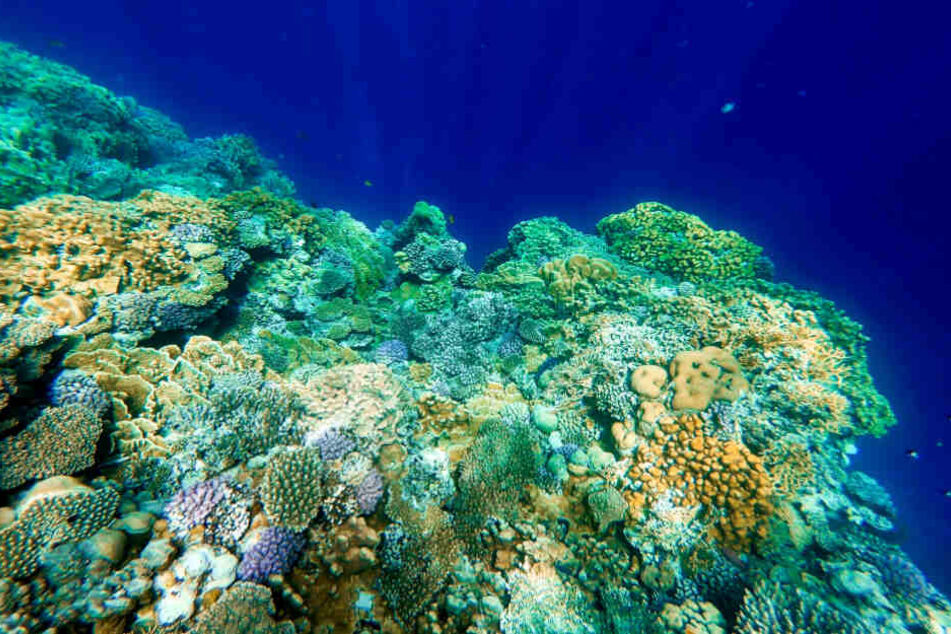 Bestimmte UV-Filter und Mikroplastik schaden Korallen und Fischen (Symbolfoto).
