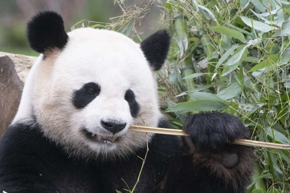 Panda-Mann Jiao Qing knabbert in einem Außengehege an einem Bambuszweig.