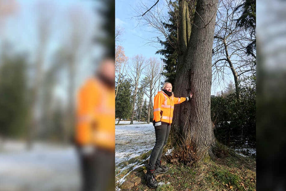 Stadtgärtnerin Katrin Kretzschmar vor der fast 90-jährigen Vogelweide-Linde. Der 1930 im Stadtpark gepflanzte Baum musste nach Sturm "Friederike" extra gesichert werden.