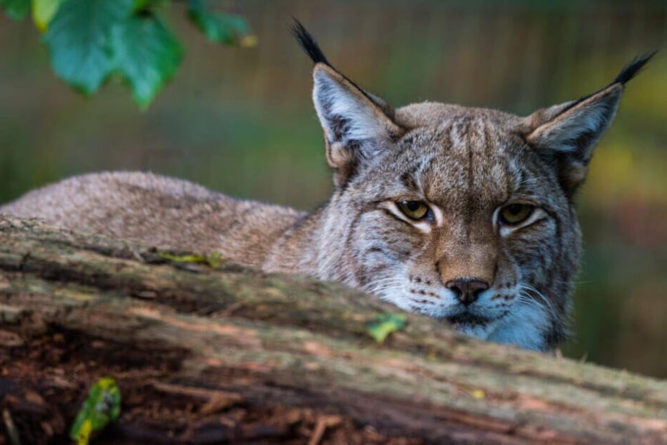 Der Luchs gehört zu einer streng geschützten Tierart.