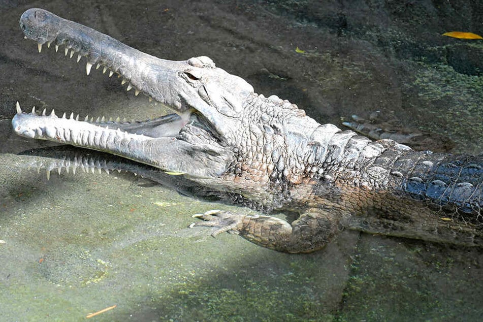 Zoo-Kroko De Gaulle planscht jetzt wieder vergnügt im gesäuberten Bassin.