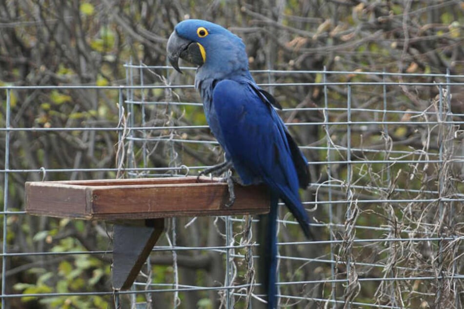 Au moyen d'un piège à nourriture, qui a été construit sur une aire d'alimentation fixe dans le jardin d'une famille Dresdner dans le quartier Leubnitz-Neuostra, l'Ara a été capturé.