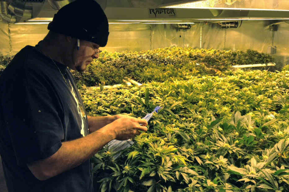 Hier werden in Colorado legal angebaute Marihuana-Pflanzen kontrolliert.