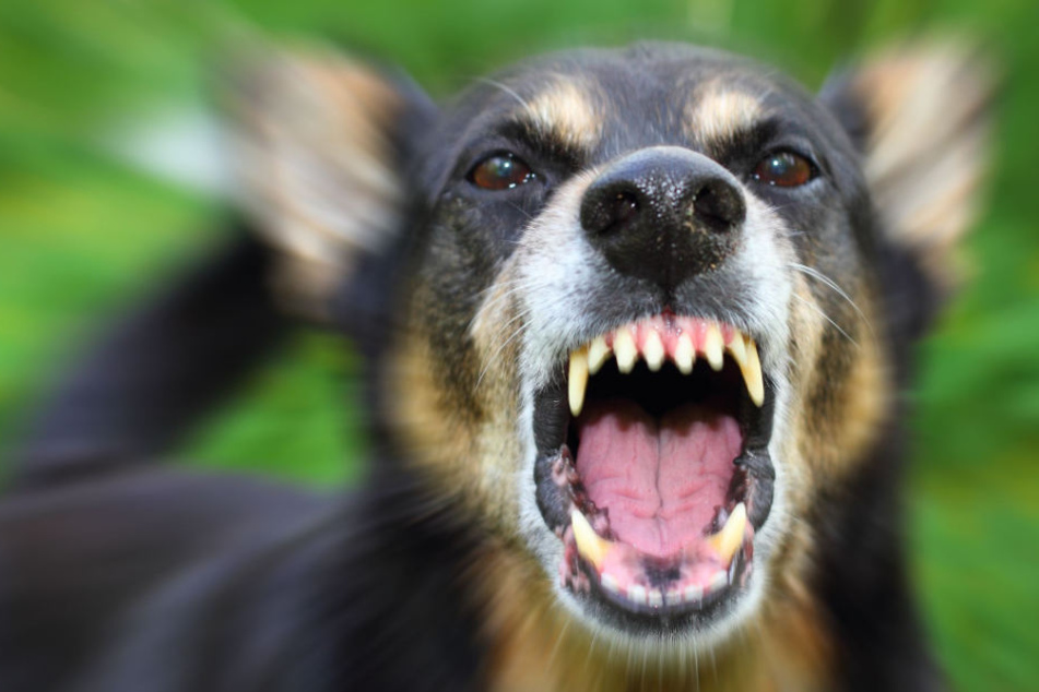 Das Mädchen streichelte ein Kalb, als sich ihr von hinterrücks der Hund näherte. Kaum drehte sie sich um, biss er zu. (Symbolbild)