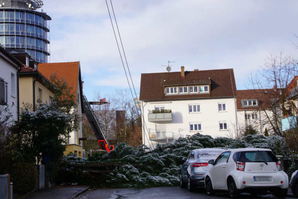 Die umgekippte Tanne in der Leinfelder Straße.