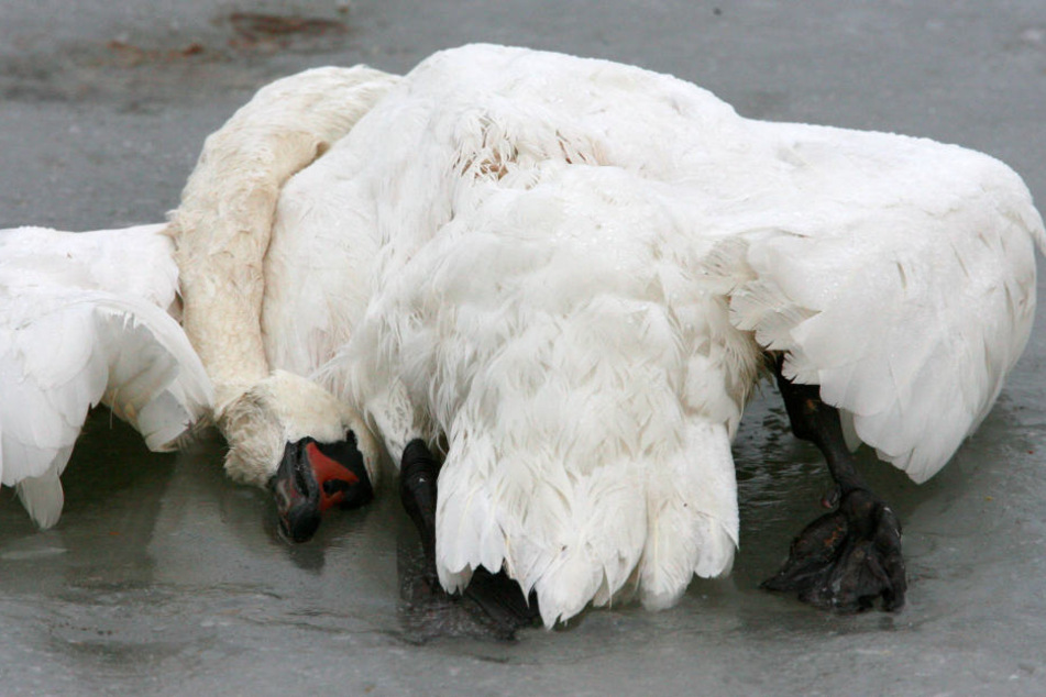 Ein toter Schwan auf der Insel Rügen. (Archivbild.)