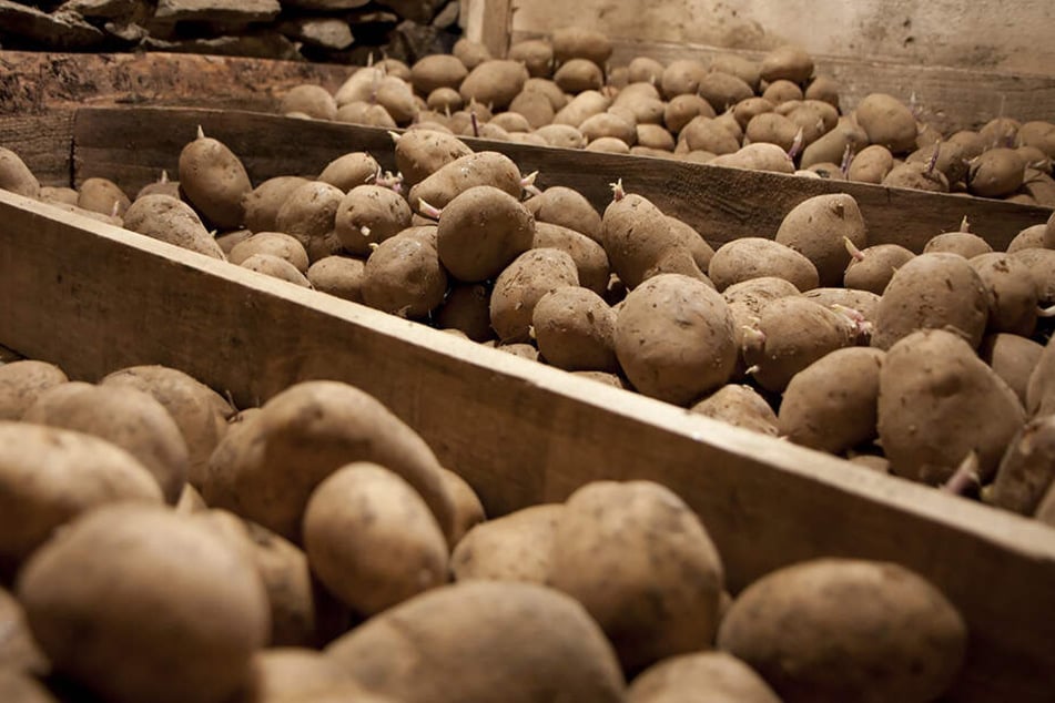 Wer einen (trockenen!) Keller hat, lagert Kartoffeln am besten dort. Denn die Knollen mögen es kühl und dunkel.