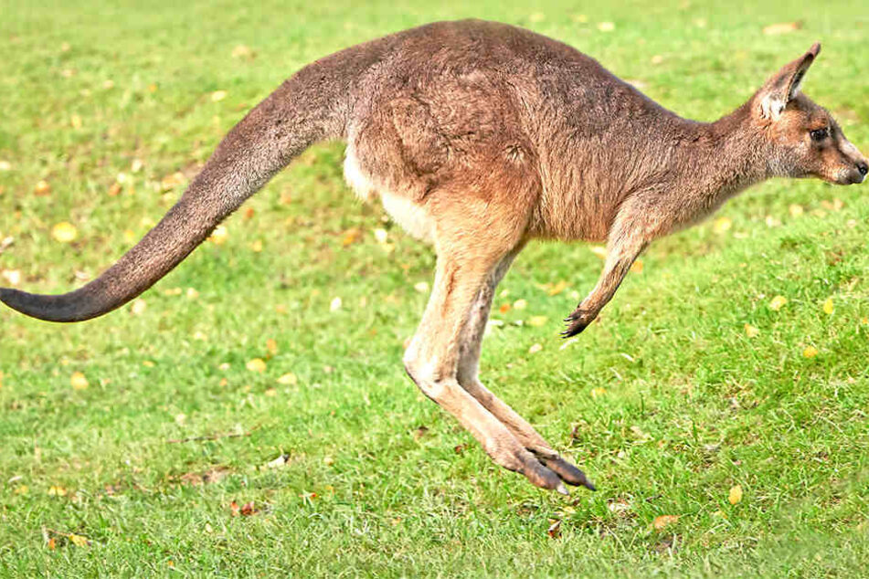 Mit einem Besen versuchte eine Frau, vergeblich ein Känguru in die Flucht zu schlagen. (Symbolbild)