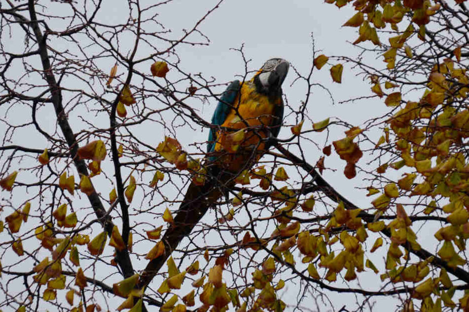 Da saß Paco noch im Baum und genoß seine Freiheit.