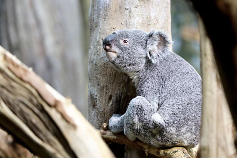 Zoo-Direktor Jörg Junhold glaubt nicht, dass sich der kleine Koala am Alleinsein stört.