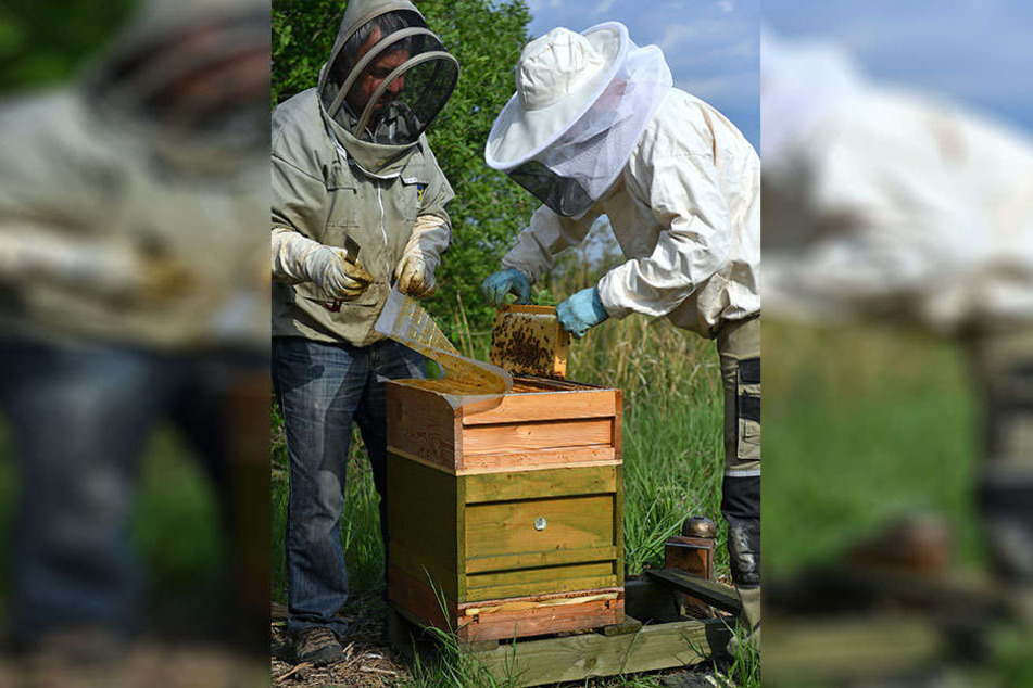 Rund 40 solcher Bienenstöcke wurden einem Hobby-Imker am Leipziger Nordrand gestohlen. Der Täter war ein Gewerbe-Imker.