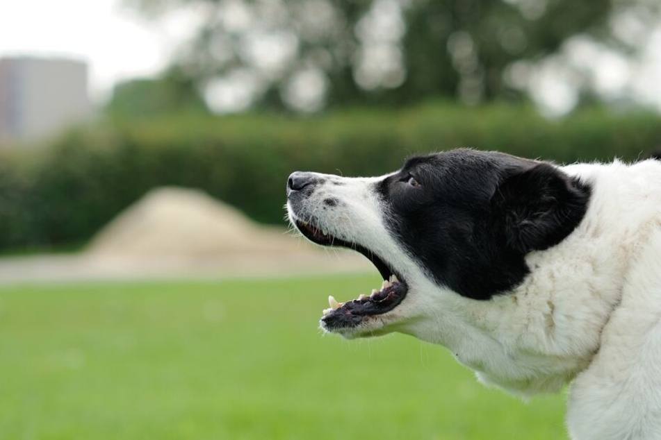 Wie Gewöhne Ich Meinem Hund Das Bellen Ab Tag24