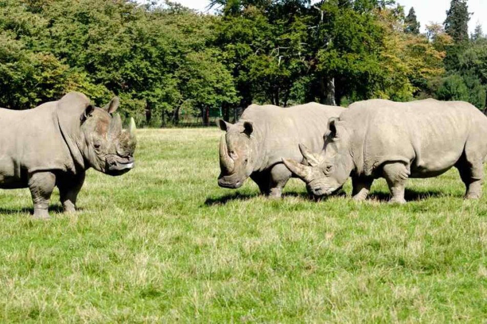 In Nepal ist ein seltenes Panzernashorn womöglich bei der Paarung gestorben. (Symbolbild)