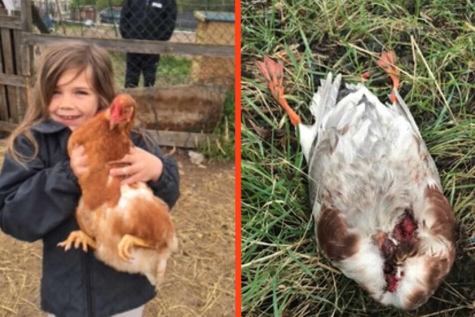 Töchterchen Charlotte (8) mit einem der geklauten Hühner. Rechts: Eine der geköpften Enten.
