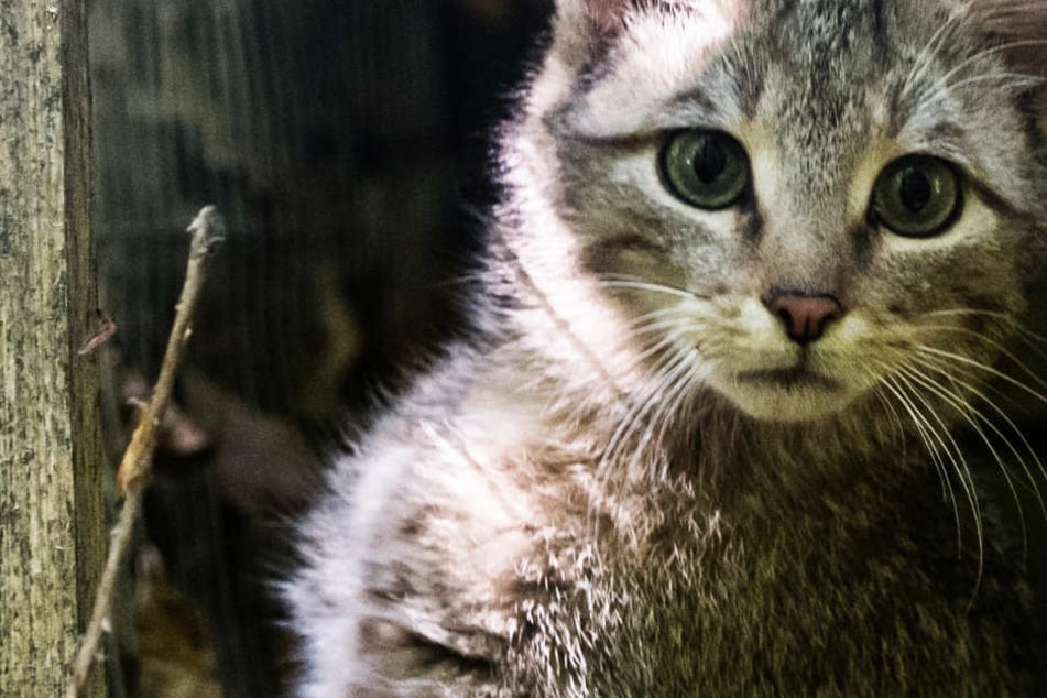Wildkatzen sehen Hauskatzen auf den ersten Blick täuschend ähnlich.