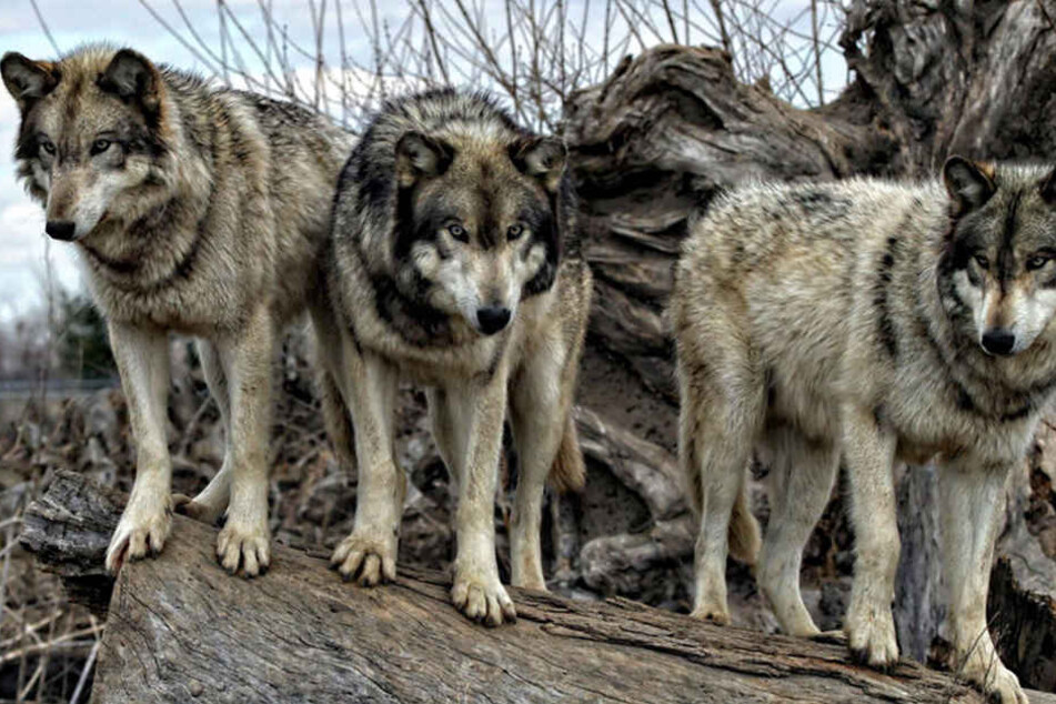 Das Sauerland und Ostwestfalen-Lippe sind besonders geeignet für Wölfe. (Symbolbild)