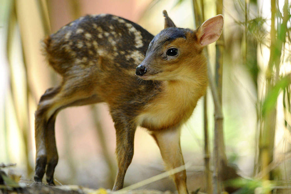 Ein Jungtier des Chinesischen Muntjaks. Die Zucht der Zwerg-Hirsche ist aufgrund einer EU-Verordnung verboten. Deshalb werden vier Tiere im Leipziger Zoo geschlachtet.