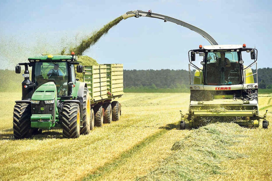 Zwei Landwirte bei der Arbeit: Mit dem Häcksler wird im Moment der
Winterroggen geerntet.