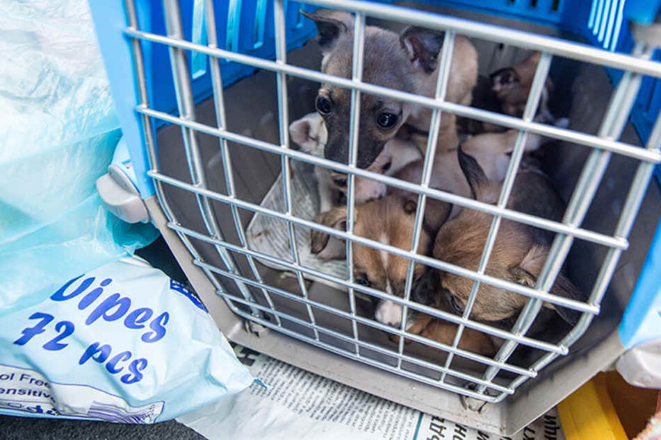 Eingepfercht in viel zu kleinen Transportboxen müssen die Tiere über mehrere Stunden ohne Essen und Wasser auskommen. (Symbolbild)