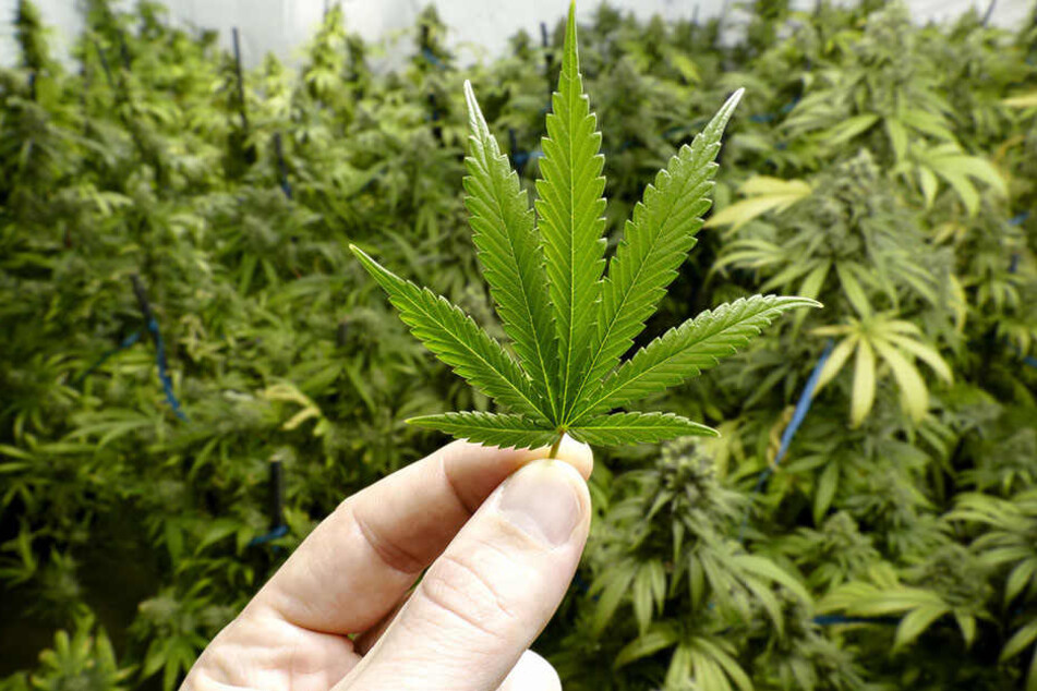Mit 23 Kilo Marihuana wurden drei Männer erwischt.