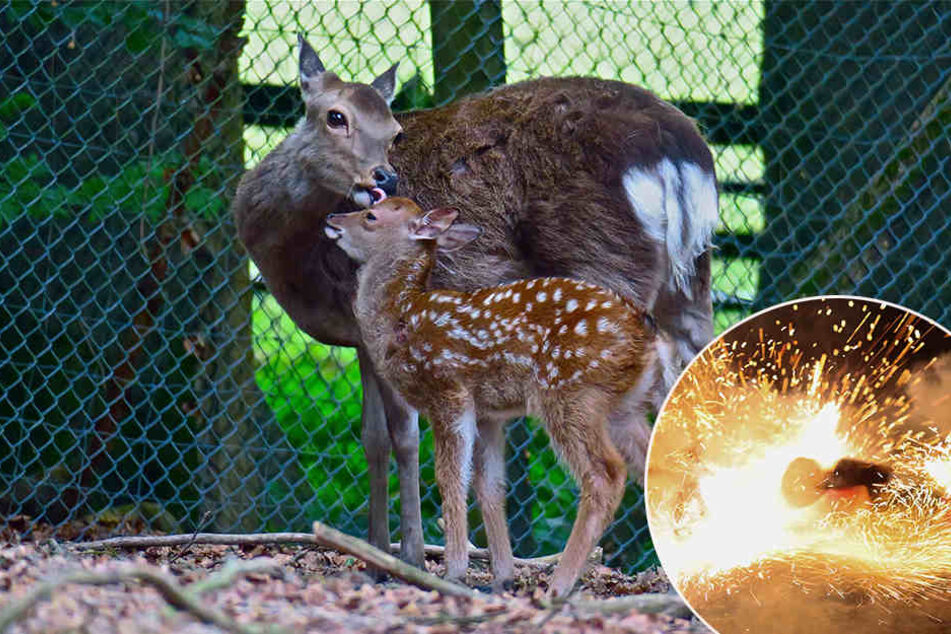 Im Mai 2017 gab es Nachwuchs im Tierpark.