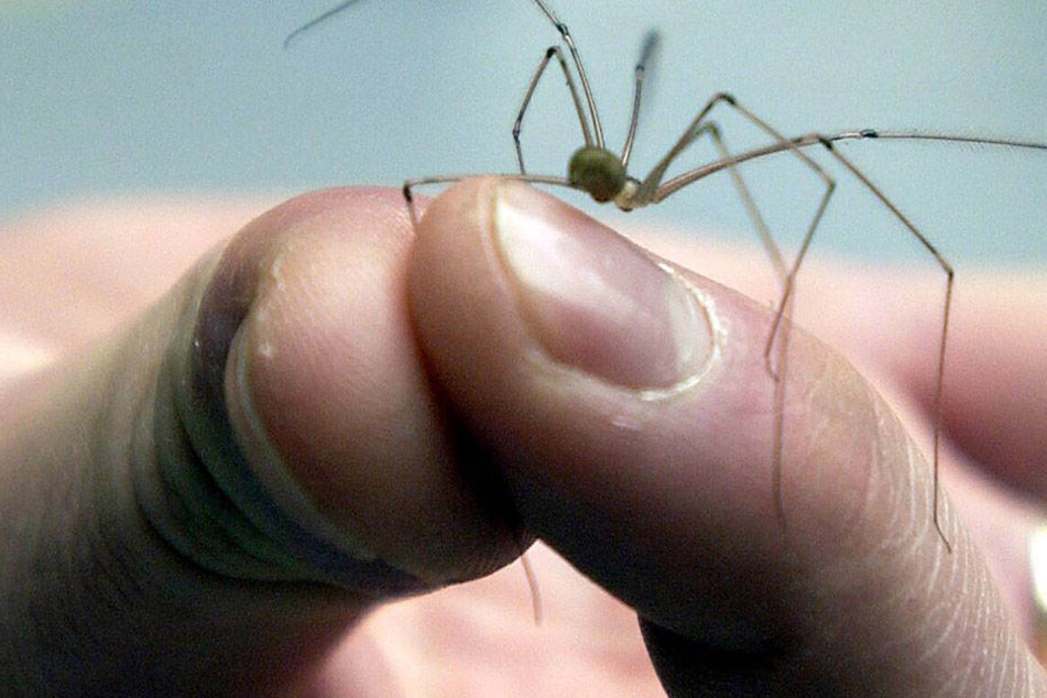 Die Spinne war ungiftig! Trotzdem war die Polizei schnell zur Stelle