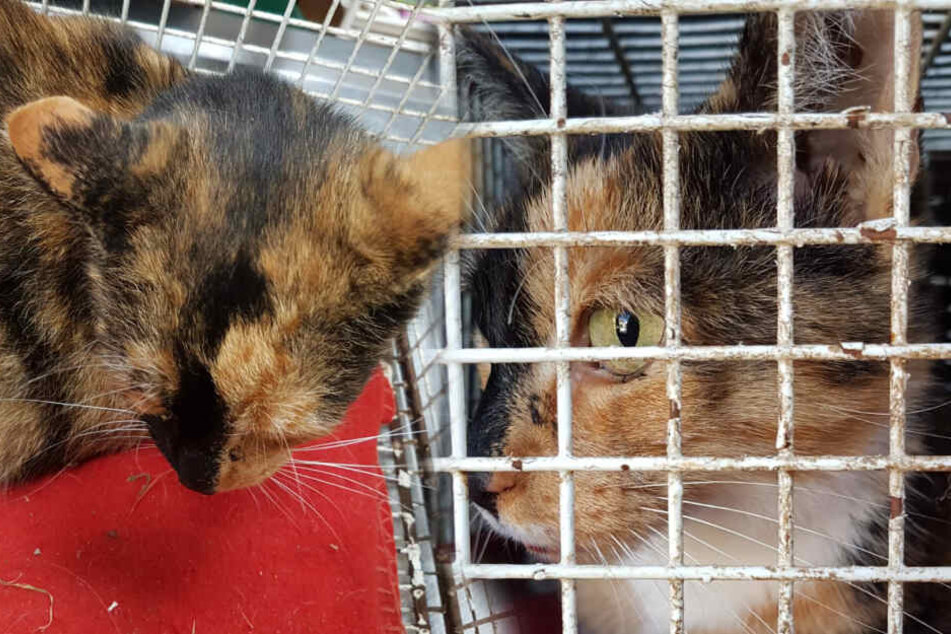 Die Katze sucht nun ihren Besitzer. (Bildmontage)