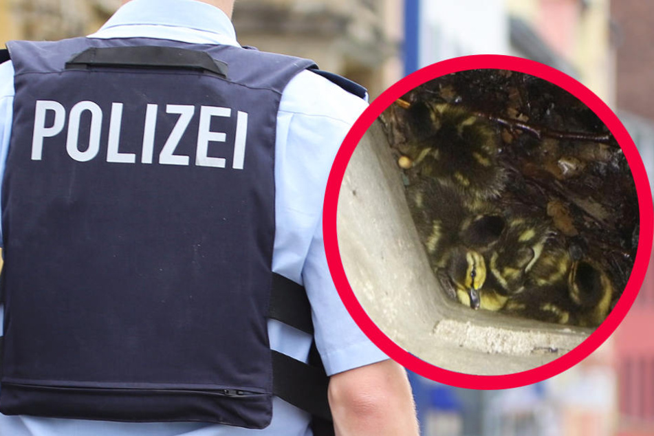 Die kleinen Enten hatten sich am Fuß des Schachts ängstlich aneinander gekuschelt.