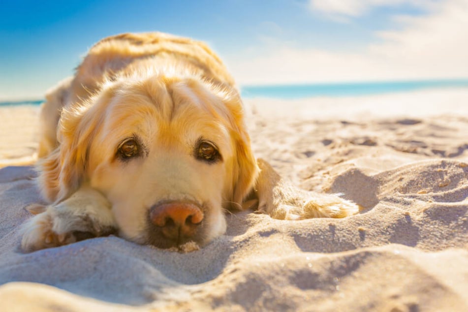 Hunde regulieren ihre Körpertemperatur übers Fell.