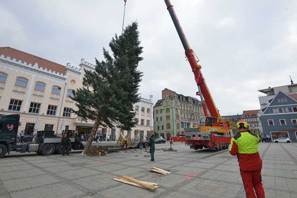 Ganz vorsichtig richtete
ein Kran den gleichmäßig gewachsenen
Weihnachtsbaum auf.