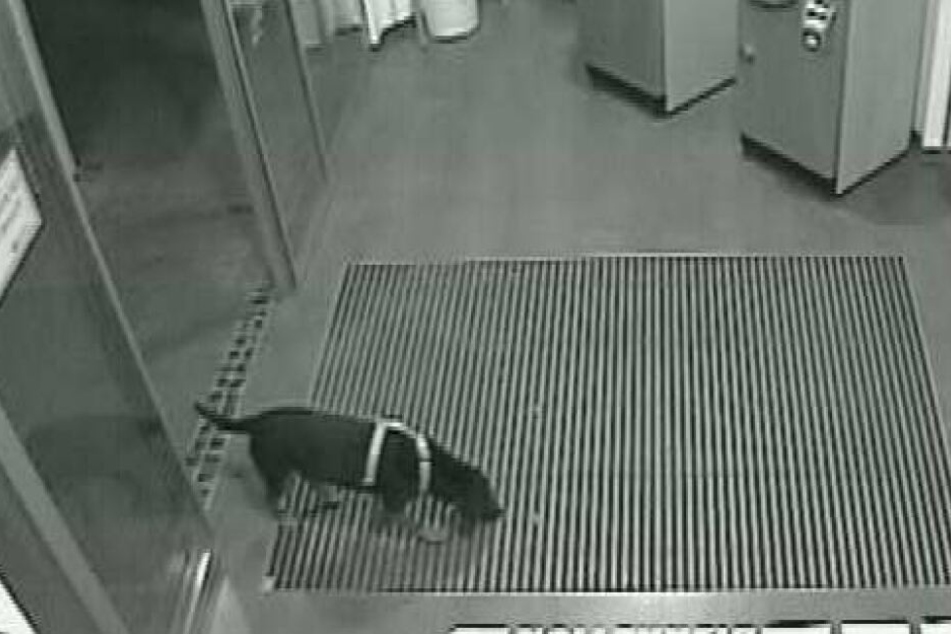 Neugierig schnüffelte der von der Polizei gesuchte Vierbeiner in einer Bankfiliale herum.