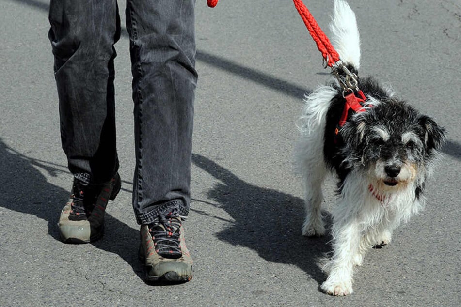 Der Fußgänger beschwerte sich und landete im Krankenhaus. Der Hund blieb unverletzt. (Symbolbild)